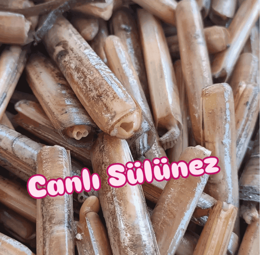 Canlı Yem Satın Alma Rehberi | Taze Canlı Balık Yemleri